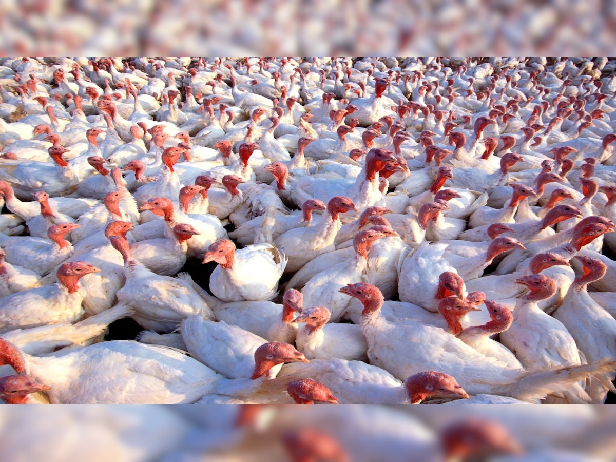 Avian influenza confirmed in 4 states, here is all you need to know about bird flu outbreak