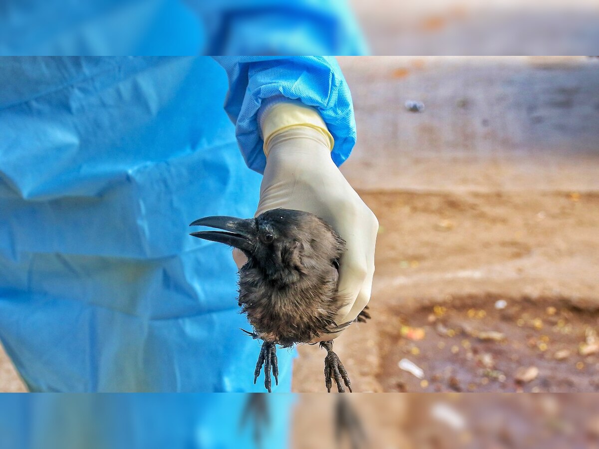 Don't panic, avoid undercooked meat and eggs, say experts on Bird flu