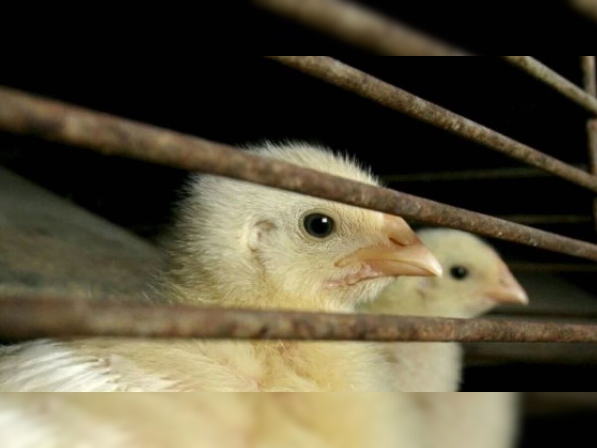 DNA Explainer: Should you stop eating chicken, eggs due to bird flu? Here's what WHO says