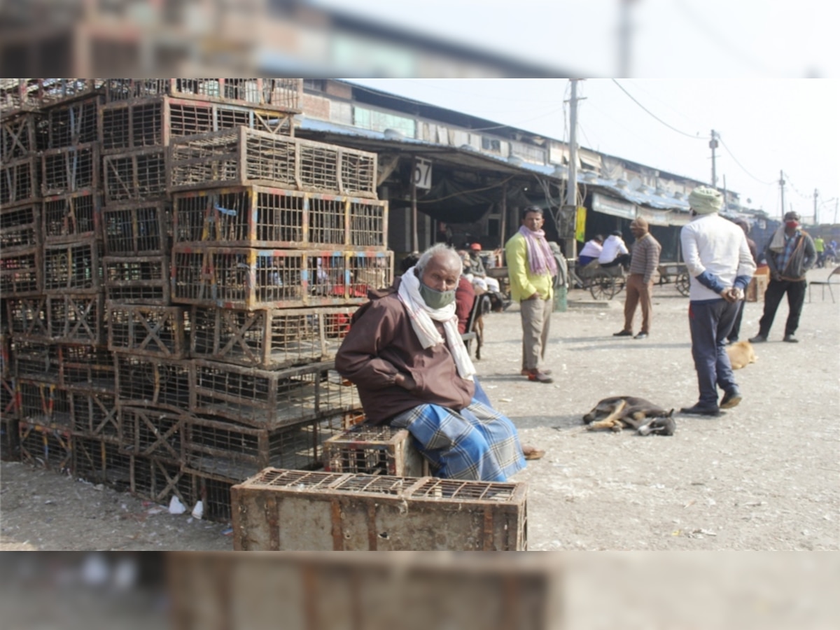 Bird flu scare: Centre asks states and UTs to increase surveillance, prevent spread of misinformation