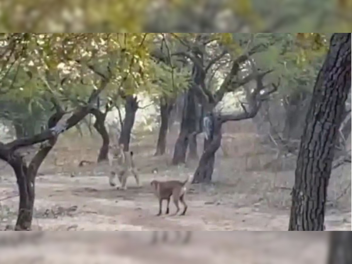 Fearless dog fights lioness and manages to walk away unscathed - Watch viral video here