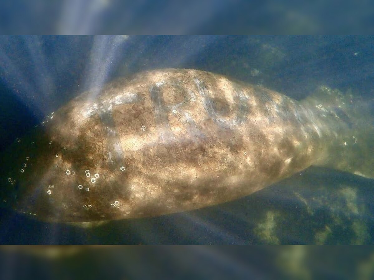 Watch: Manatee with 'Trump' scraped on back found in Florida, days after Capitol riots