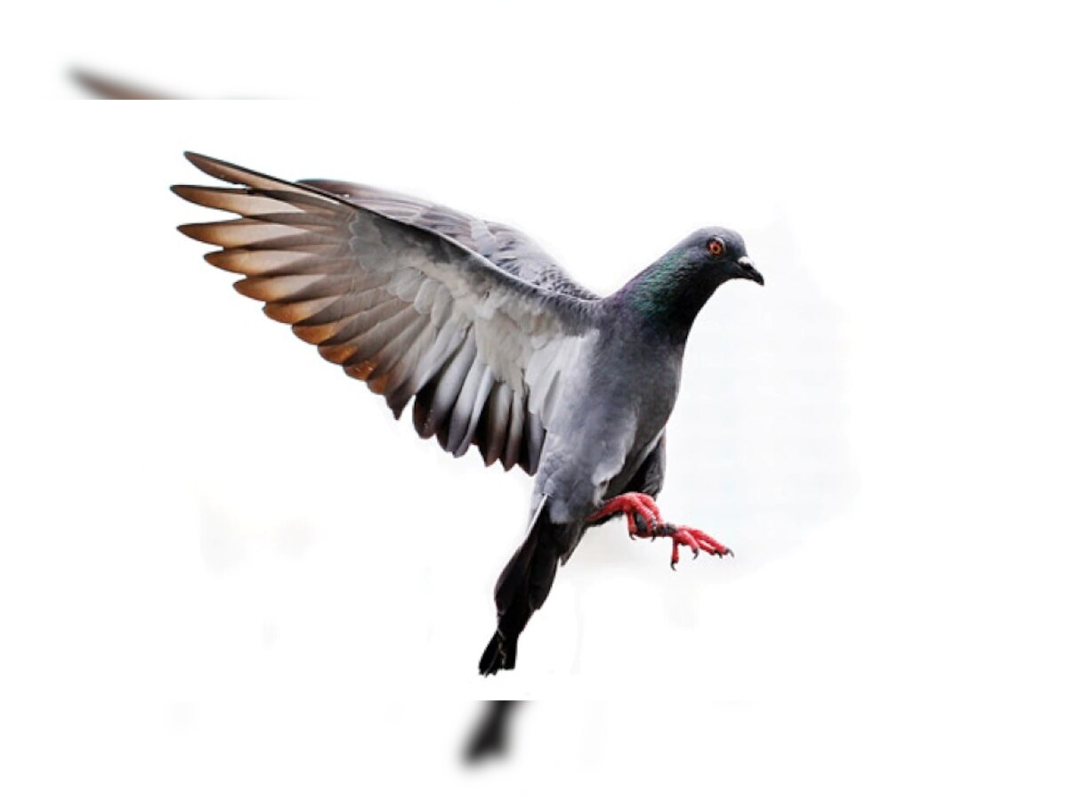 Pigeon faces death penalty for travelling 13,000 kilometres, here's why