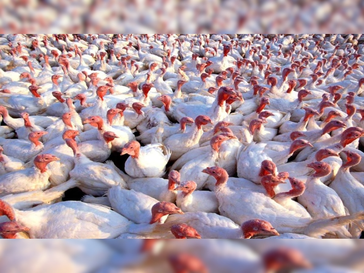 Bird flu scare: Centre asks states to rethink ban on sale of poultry