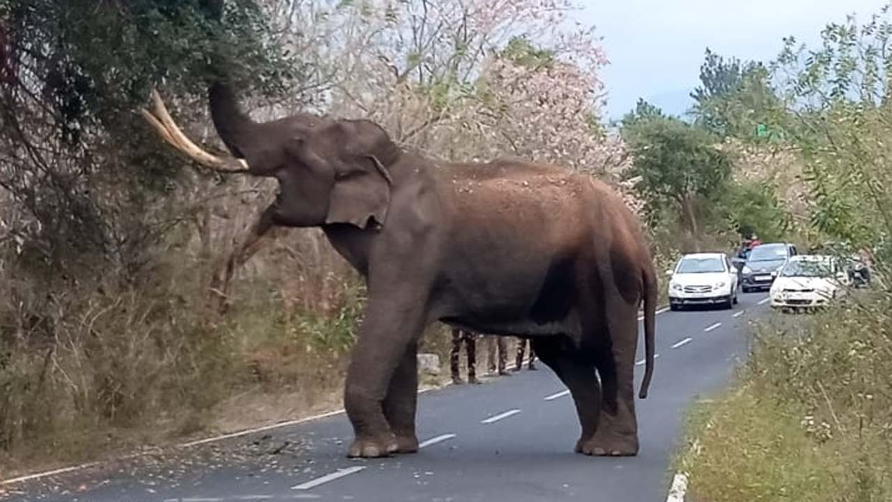 Elephant trumpets in fear and runs away