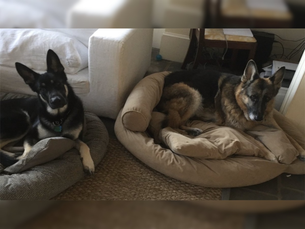 ''First dogs'' Champ and Major move into White House