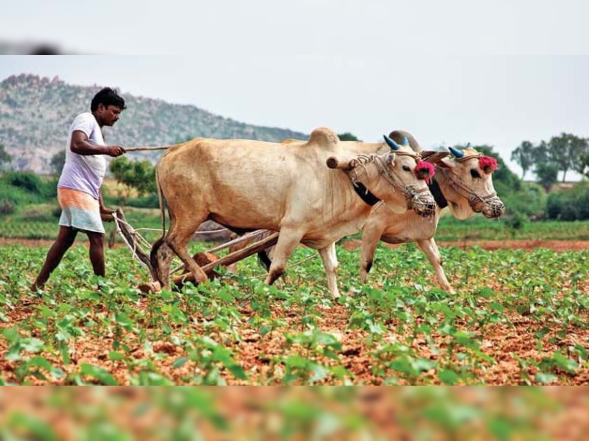 PM Kisan Yojana: Farmers will get free Kisan Credit Card, here's how to apply