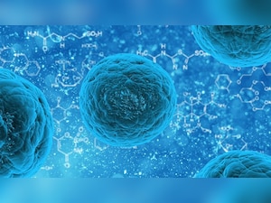 All about Candida Auris, fungus that could cause a pandemic more dangerous than coronavirus