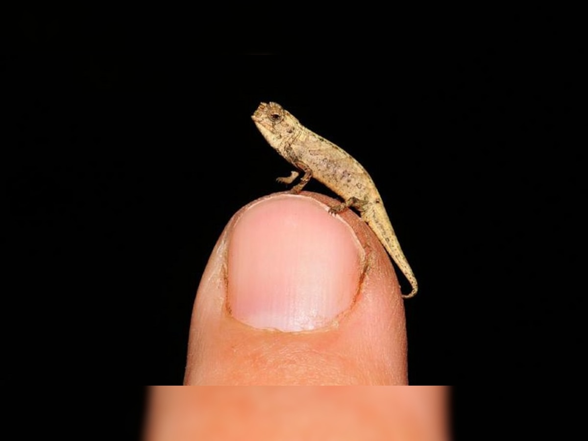 Newly discovered chameleon is the size of a seed, possibly smallest reptile on Earth