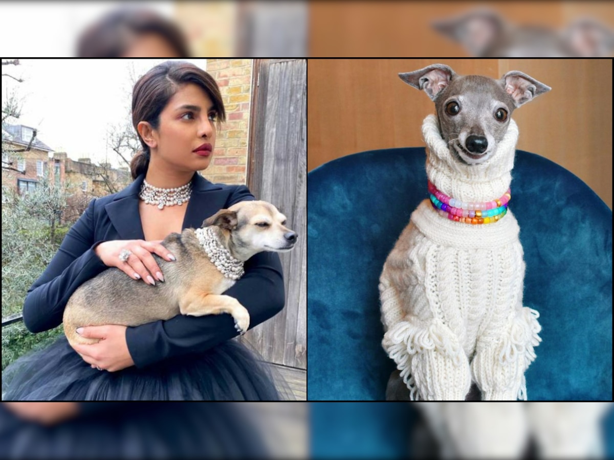 Watch: Instagram's popular dog Tika the Iggy reviews Priyanka Chopra Jonas, her pet canine Diana's fashion sense