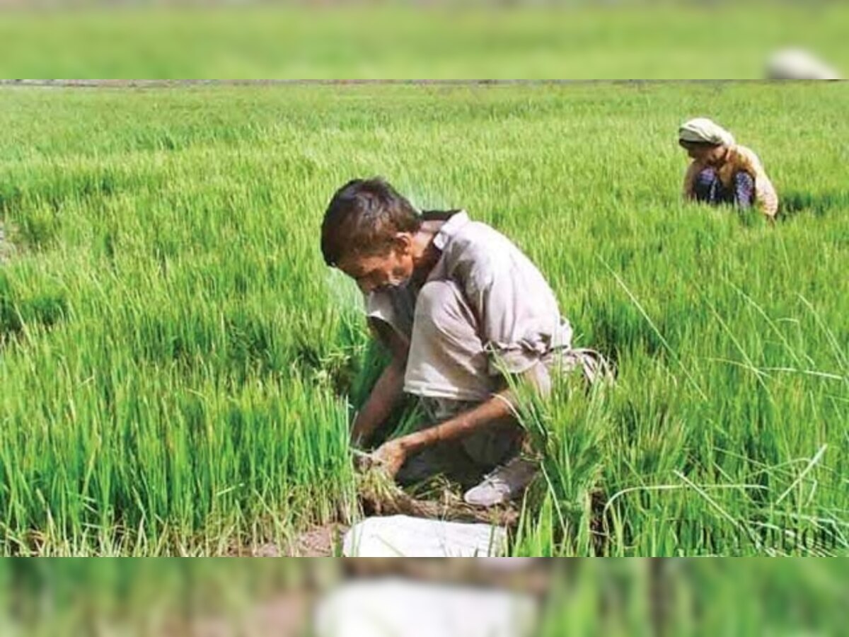 Pradhan Mantri Fasal Bima Yojana: Insuring crops to get easier, IRDAI issues instructions