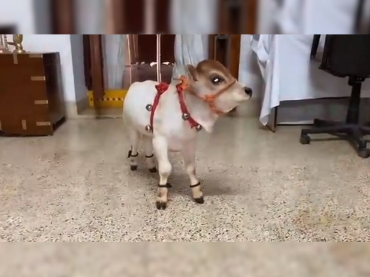 Viral video of cute cow baby will melt your heart - Watch