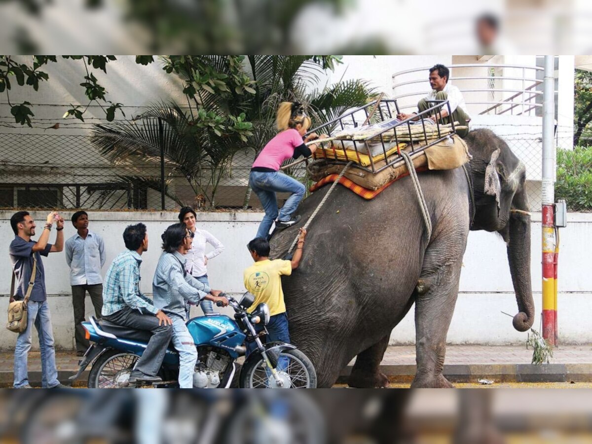 Madras High Court asks Tamil Nadu government to form policy on ownership of elephants 