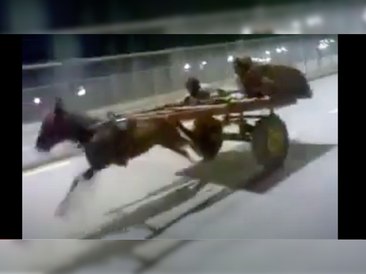 'Go DONKEY power', this viral video of a donkey racing will leave you in splits