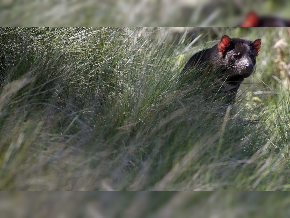 First Tasmanian devils born in 3,000 years in the Australian mainland