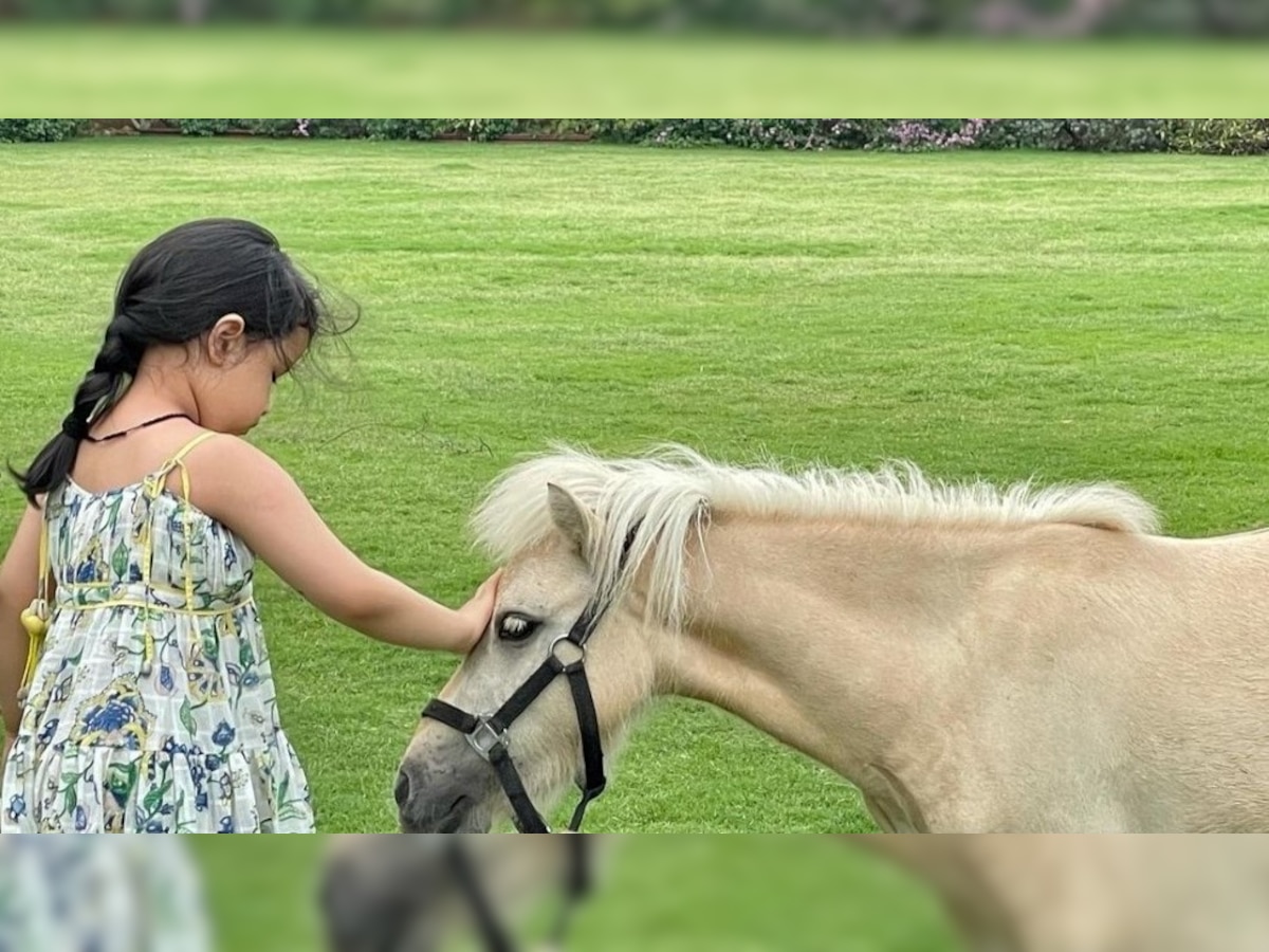 MS Dhoni's daughter Ziva gets pony after welcoming horse 'Chetak' into their family