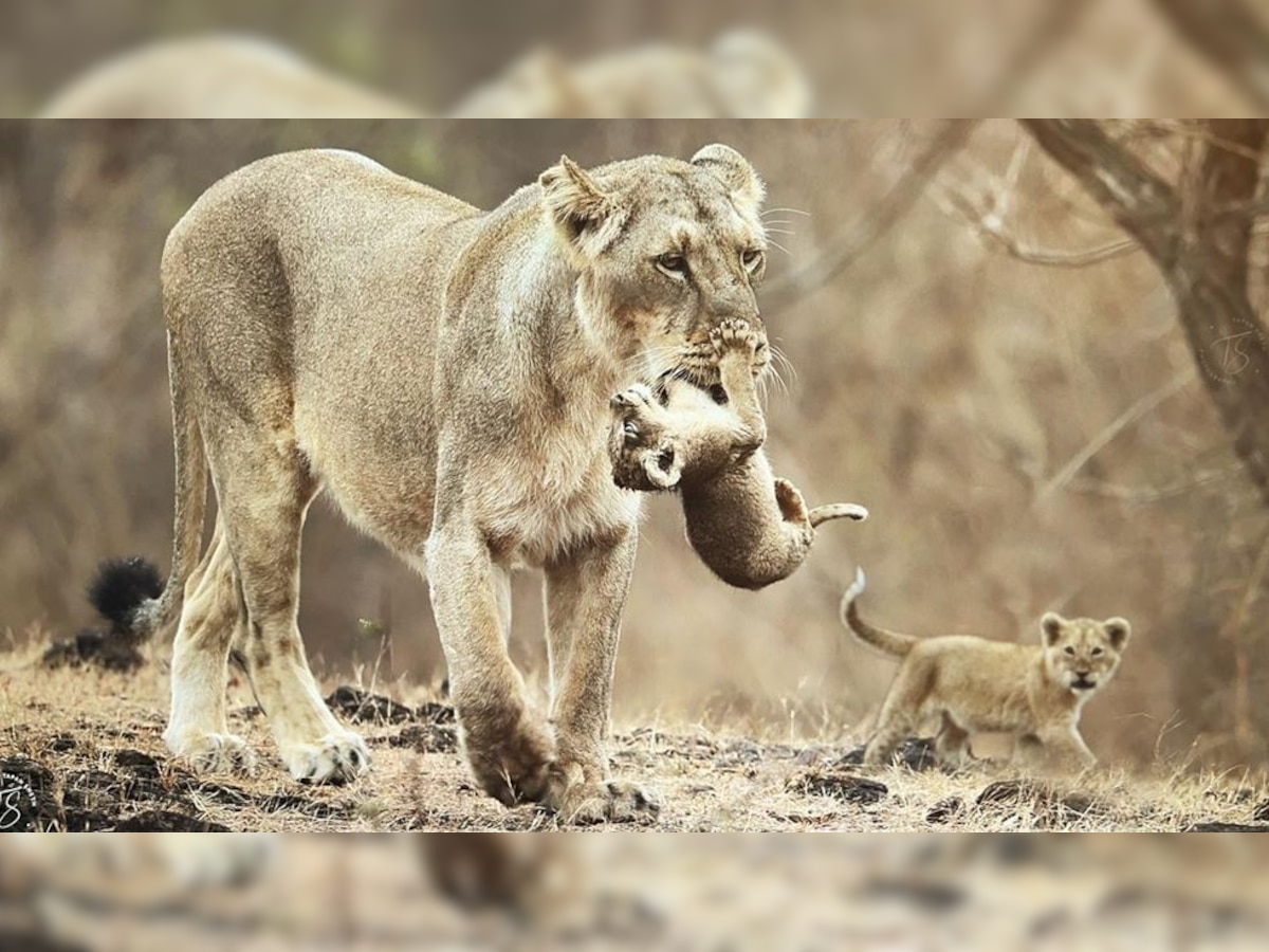 Wildlife photographer Tapan Sheth's pic of a lioness carrying her cub in an unconventional way will leave you fascinated