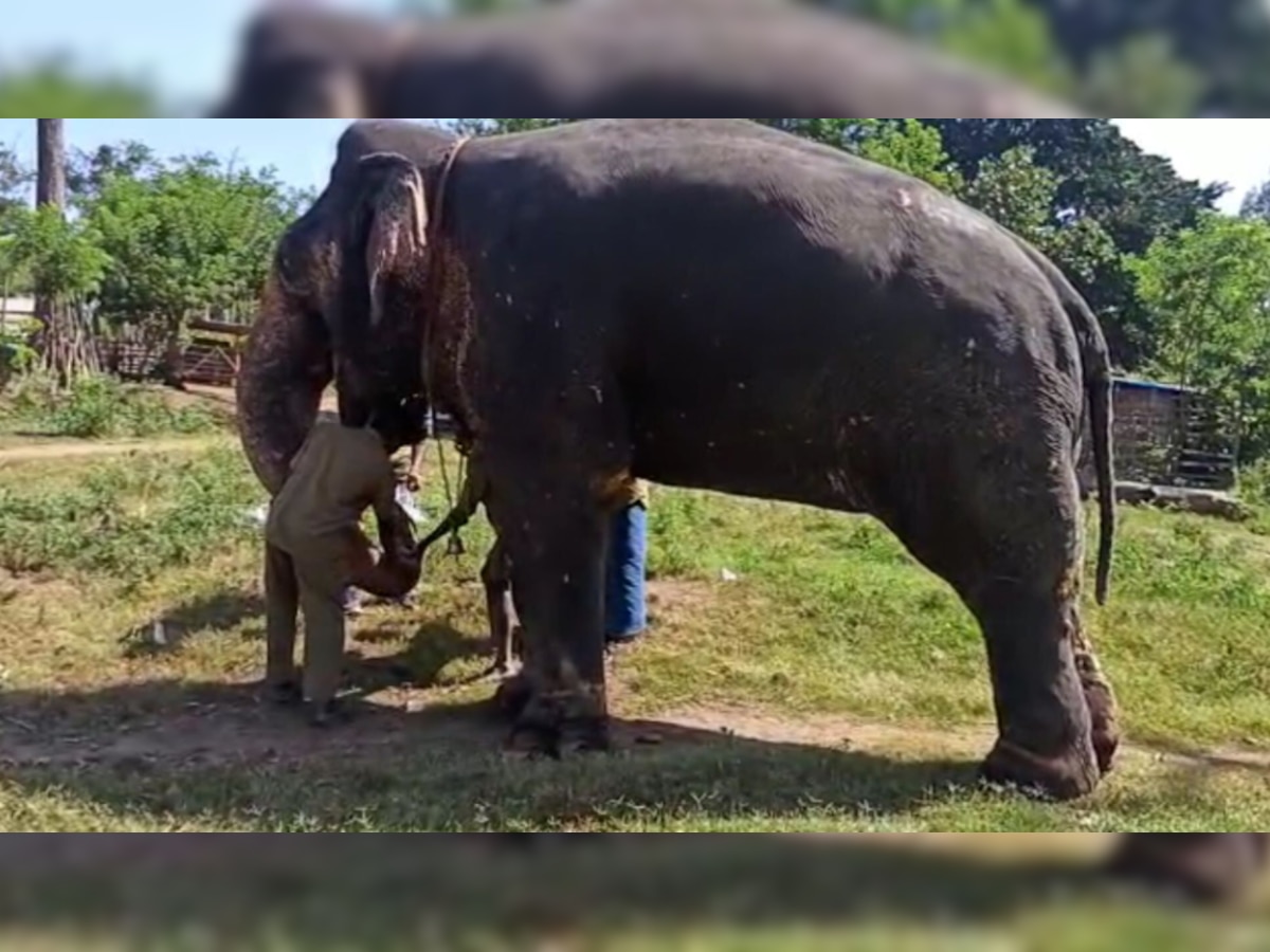 Semi-wild elephants undergo COVID-19 testing in Tamil Nadu after 9 lions test positive in zoo