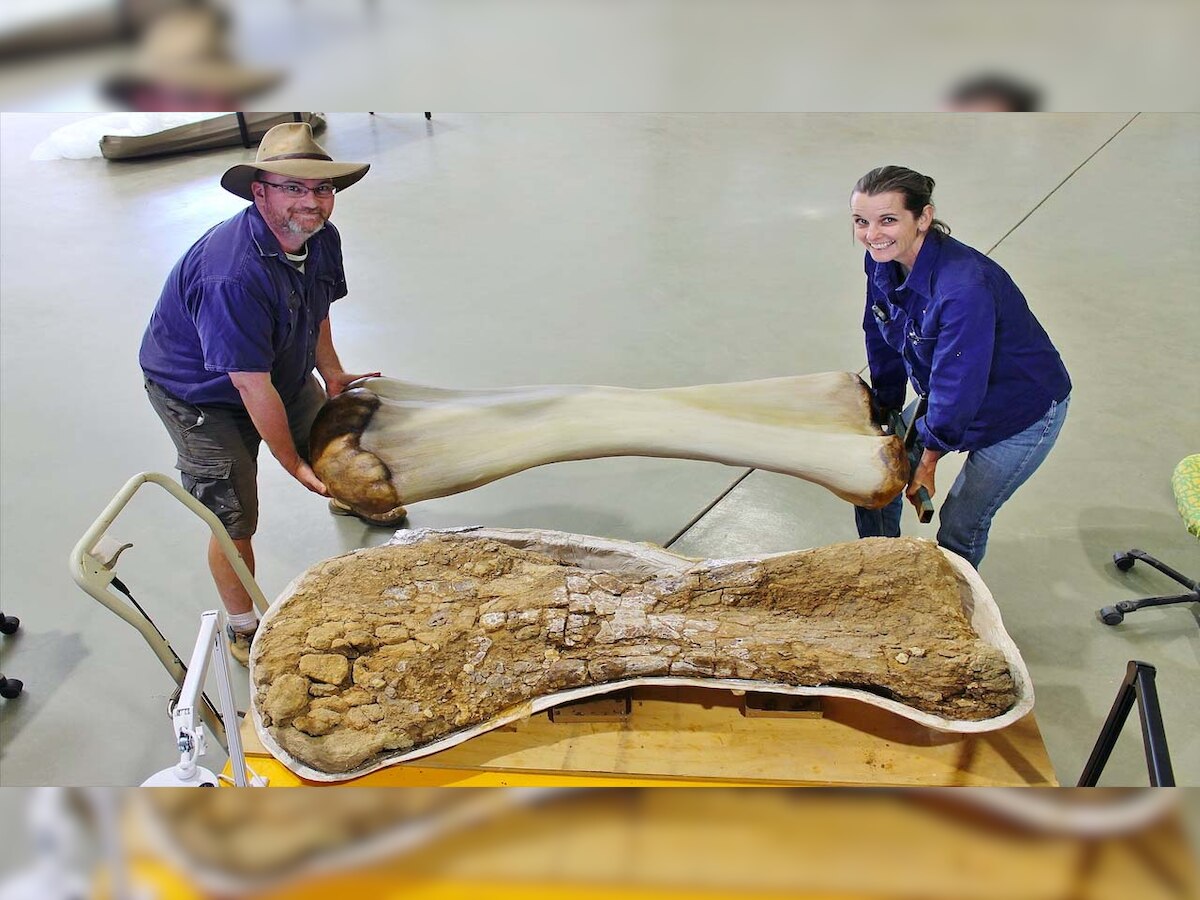 All about 'Cooper', Australia's largest dinosaur which is a new species