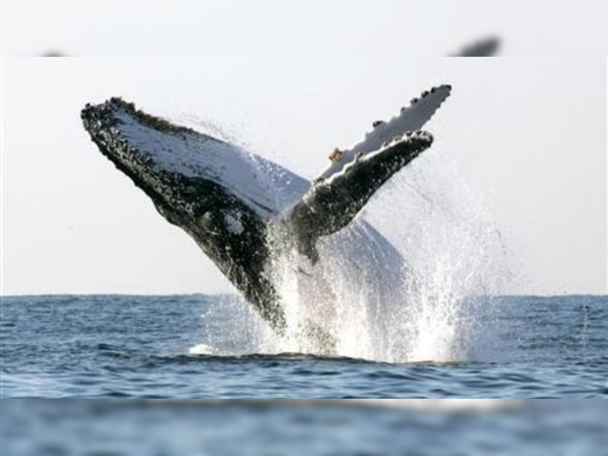 Humpback whale lands on a boat in Australia, leaves 18-year-old severely injured