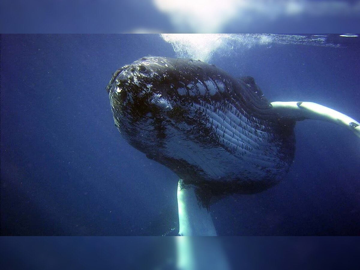 US diver gets caught inside humpback whale's mouth - know what happens next