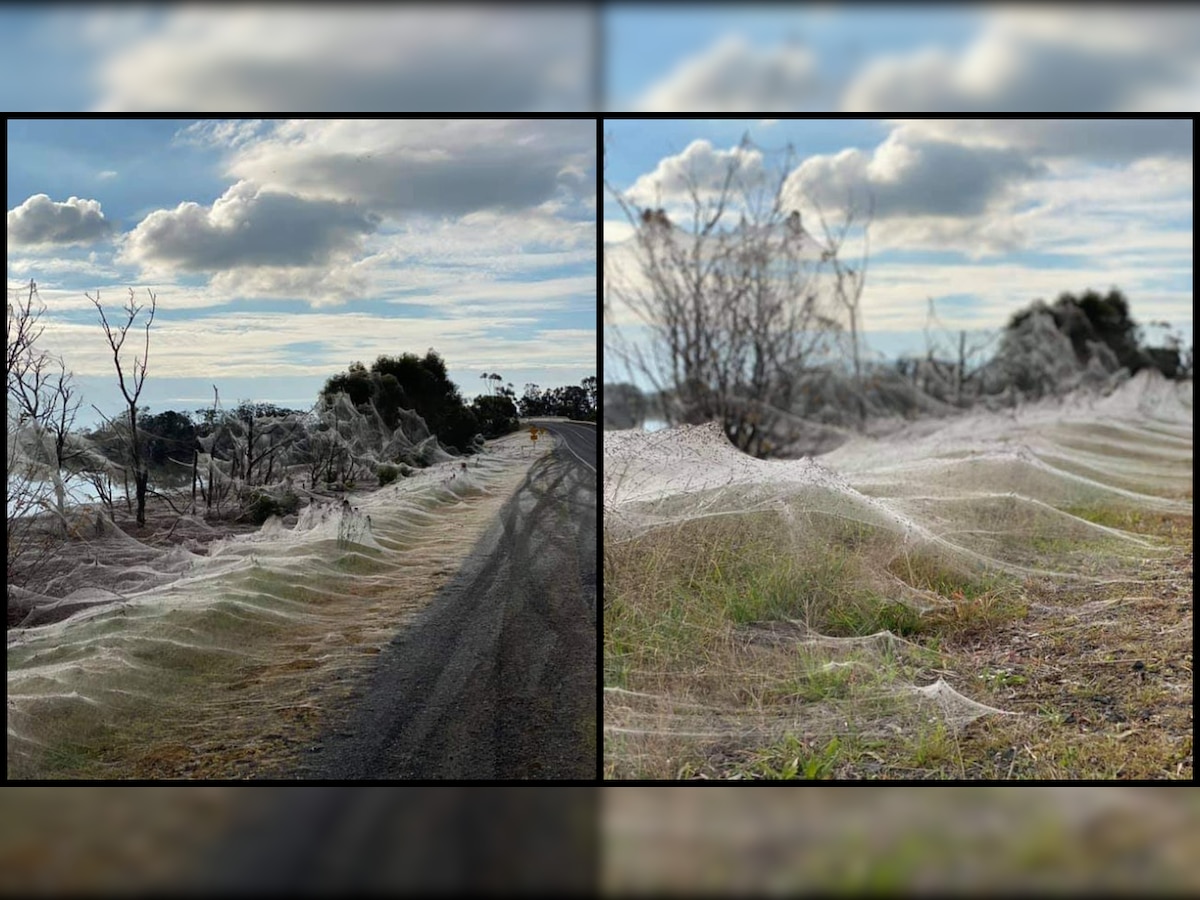 Spider apocalypse' hits Australia covering countryside in eerie