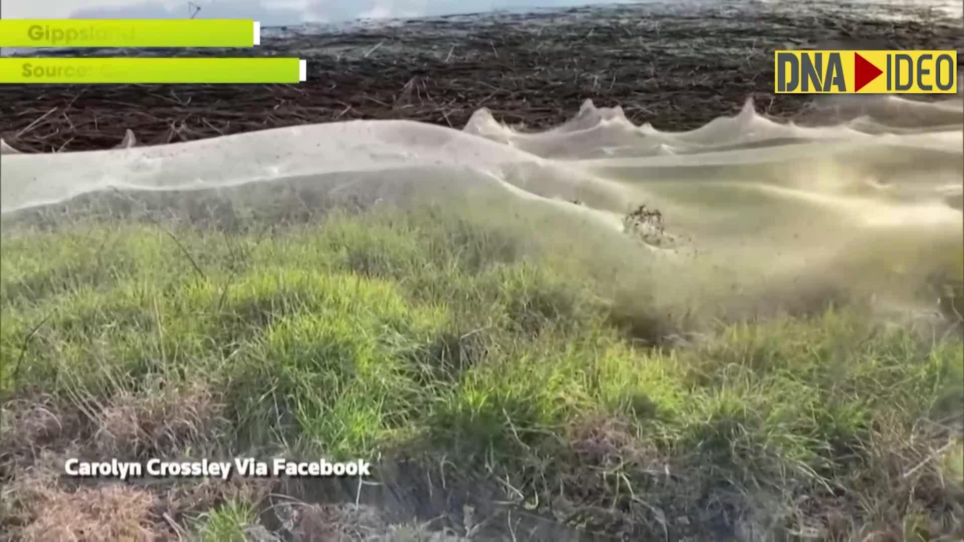 Australian town covered in massive spider webs, freaky video goes viral -  Watch, viral News