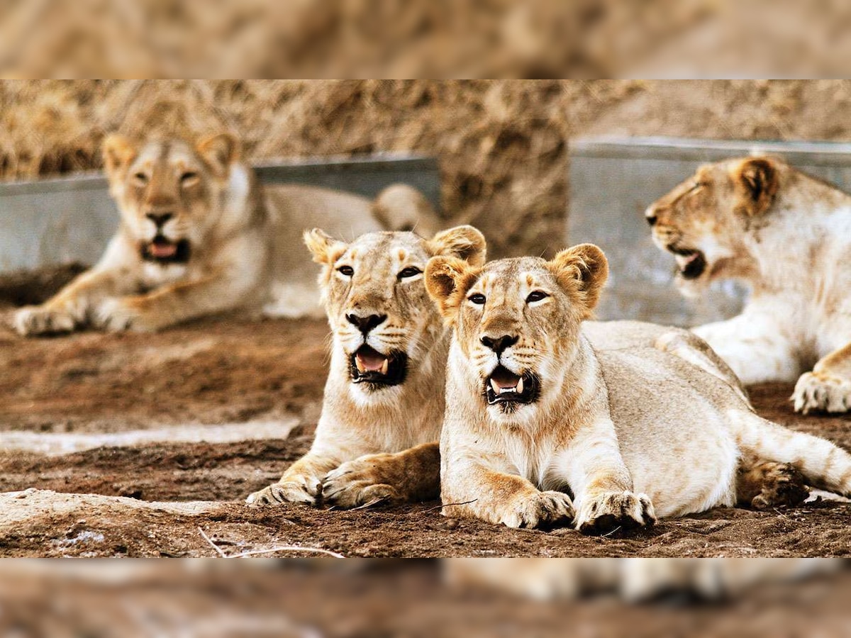 Four Chennai zoo lions infected with Delta variant of COVID-19, reveals genome sequencing