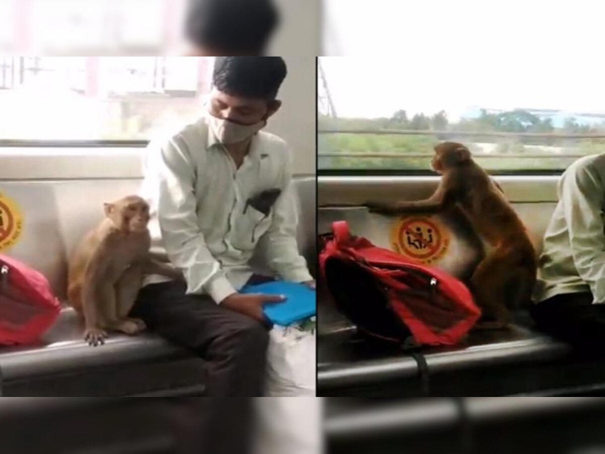 WATCH: Monkey takes a ride in Delhi Metro leaving people stunned, video goes viral