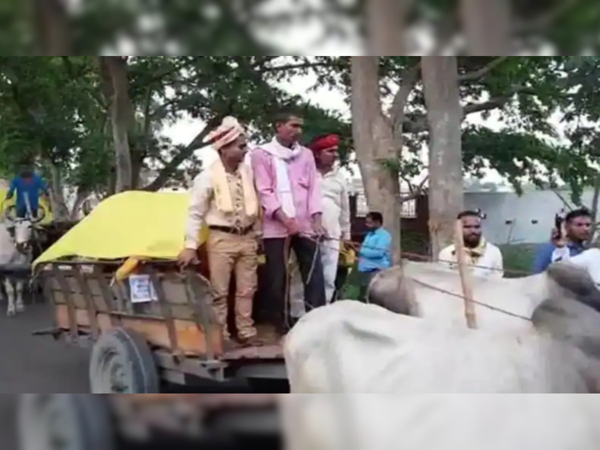 Dulha on bullock cart! Know why baraat, groom in UP ride bullock cart to wedding venue