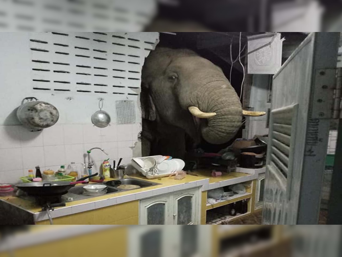 Viral video: Hungry elephant crashes through kitchen wall to look for food - see what happens next