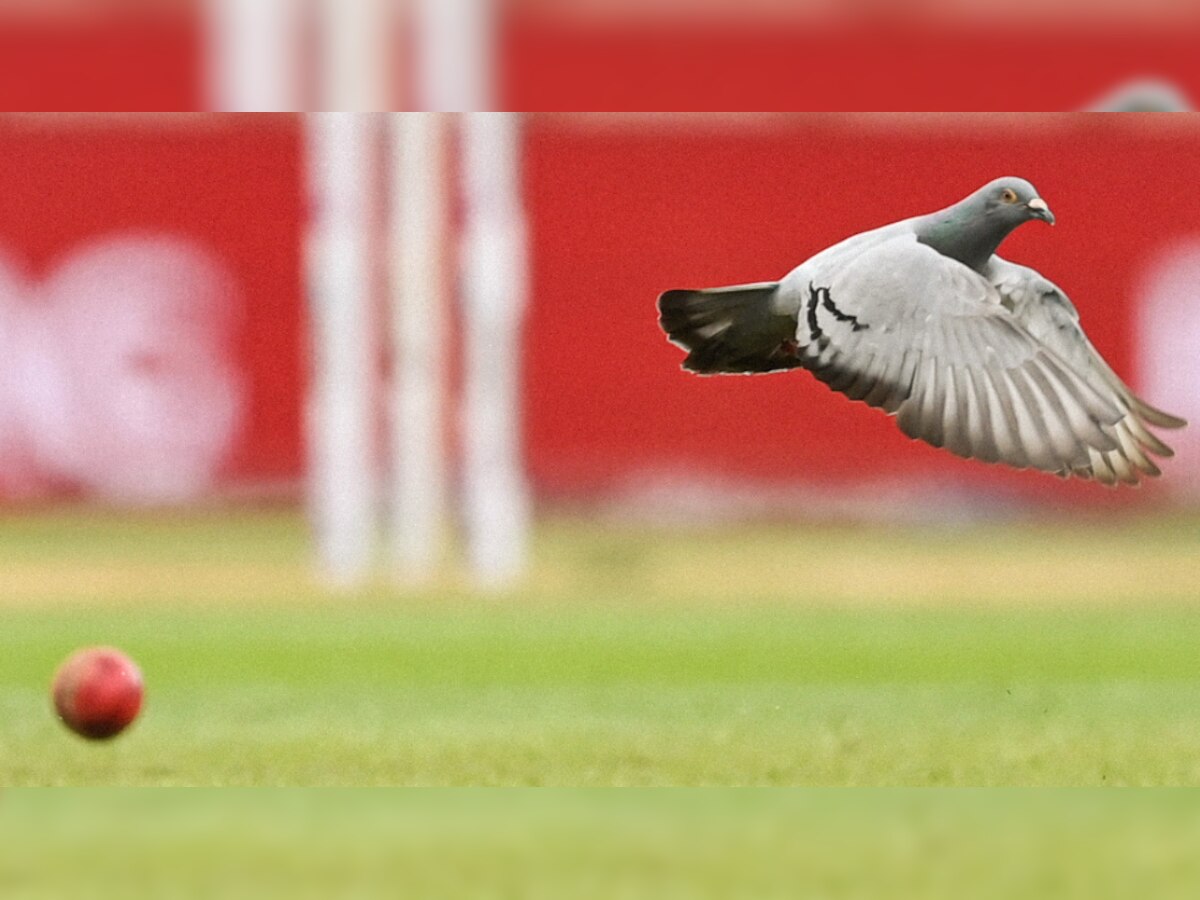 WTC Final: Pigeon caught on camera pooping on field on Day 5, netizens lose their cool