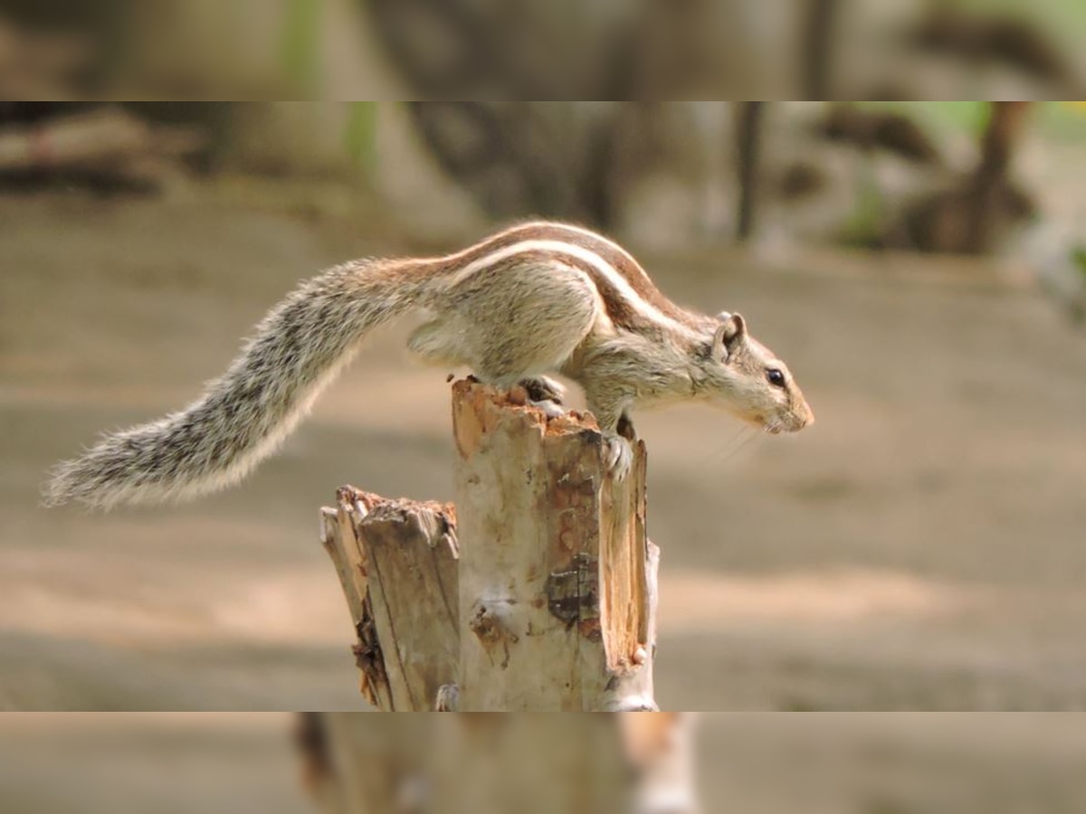 Tamil Nadu Electricity Minister trolled for saying 'squirrels caused power outages'