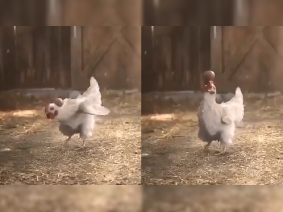 Viral video shows rooster performing cool stunts with egg, netizens ask if it is 'trained by Cristiano Ronaldo'
