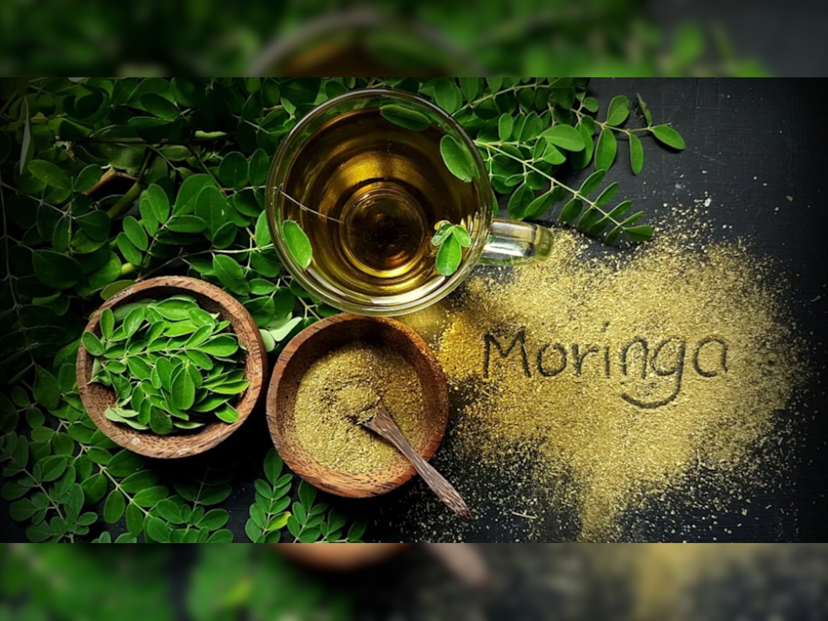 Boost your immunity amid COVID-19 with Moringa; know its antiviral, antifungal, antioxidant properties