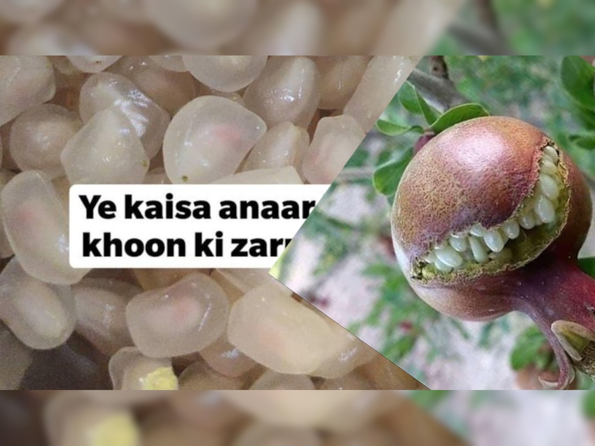 Anaar ko khoon ki zarurat: White pomegranate goes viral, gets trolled by netizens