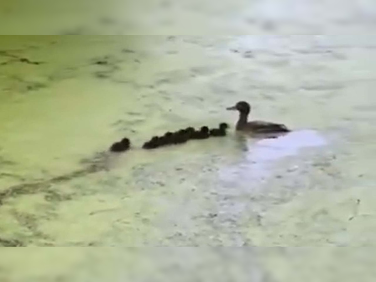 Viral: Mother duck plays 'Hide and Seek' with her ducklings, watch cute video