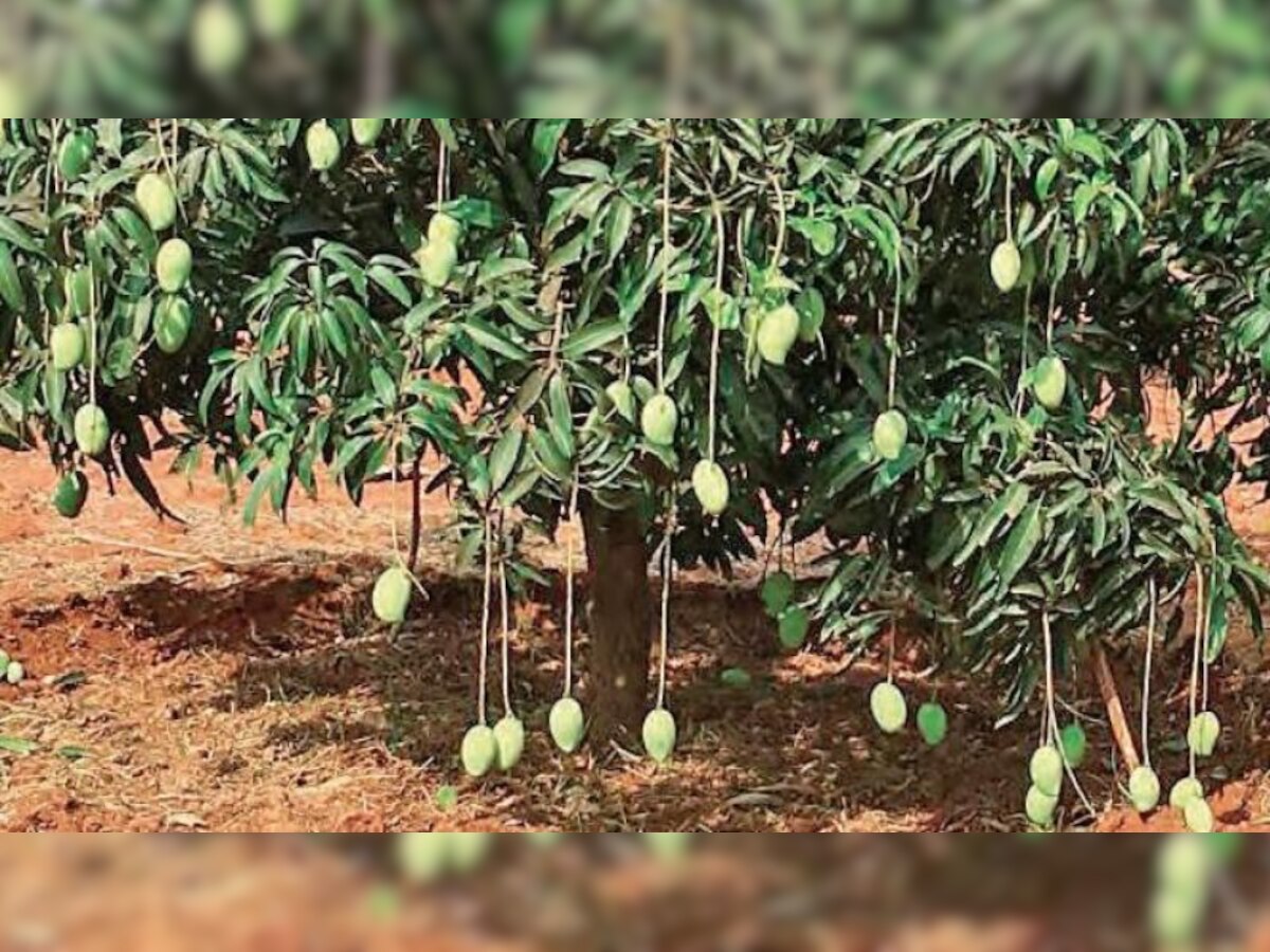 THIS Uttar Pradesh district has 121 varieties of mangoes on a single tree