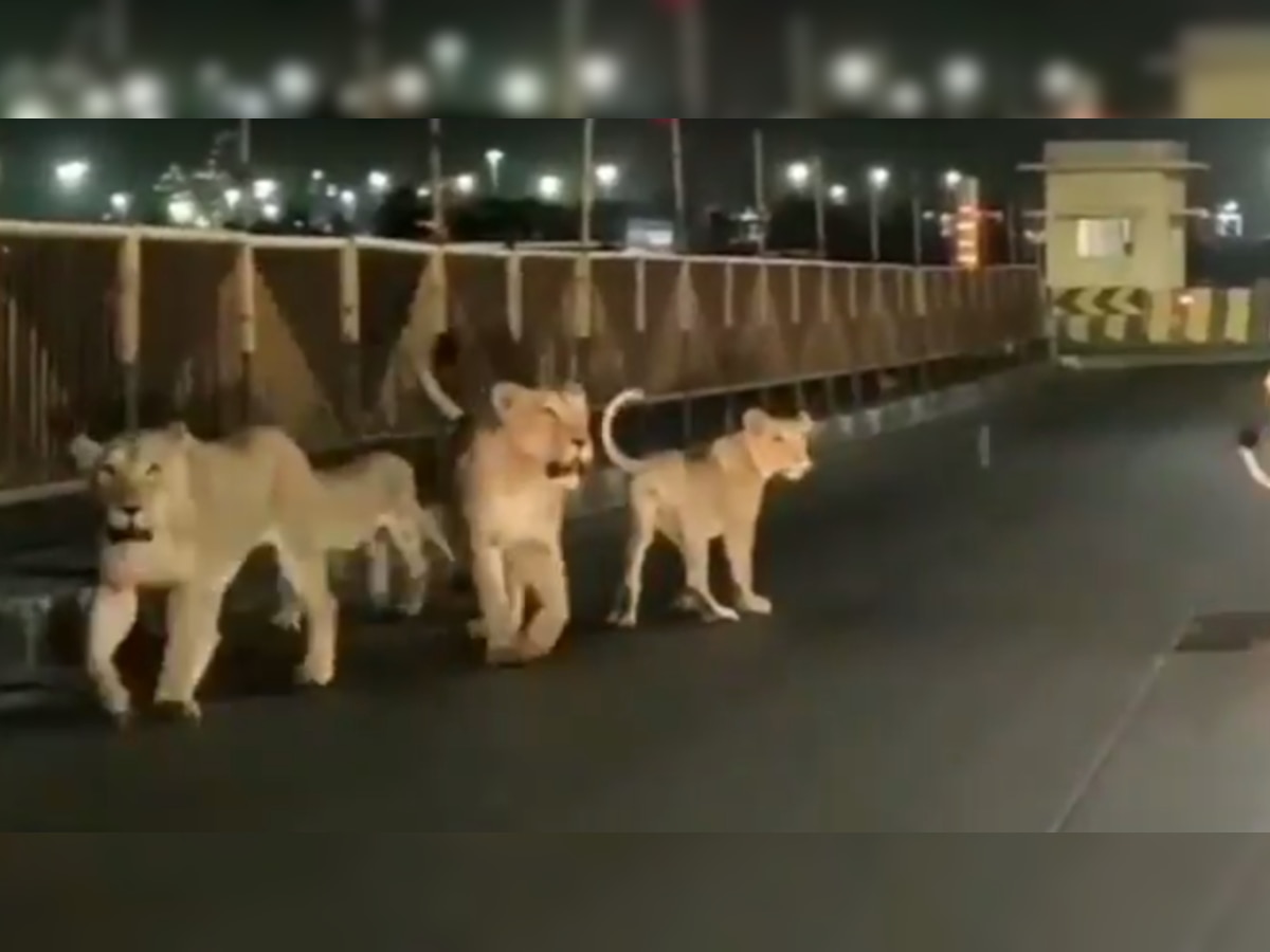 Viral video: Family of lions spotted walking on road in Gujarat - WATCH