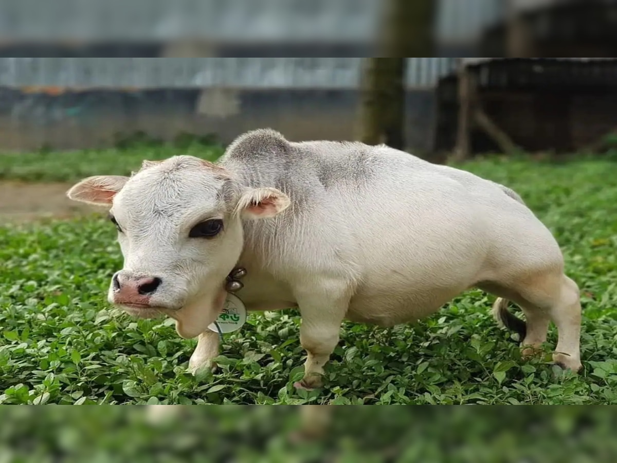 VIRAL: Meet 51 cm dwarf cow Rani who is Bangladesh's national celebrity