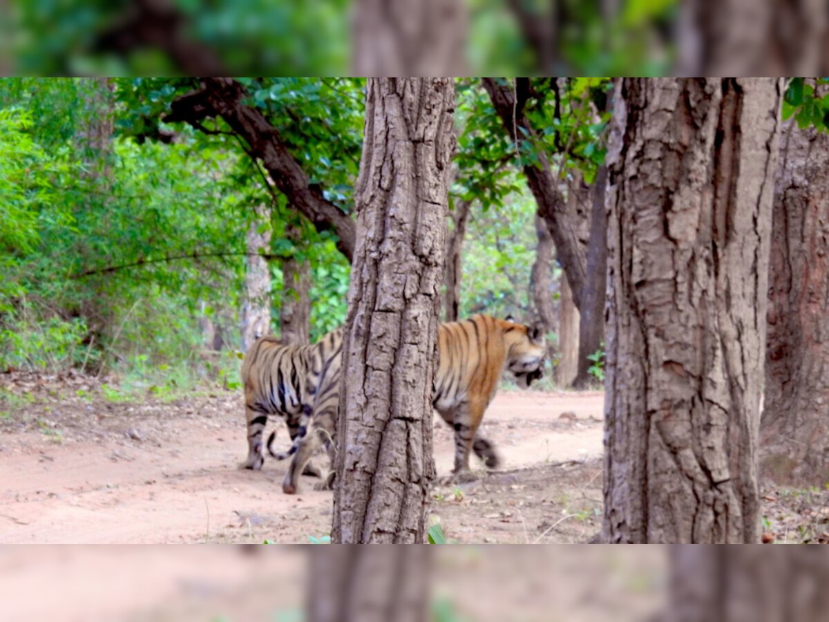 Can you count the tigers in the photo? Netizens are busy finding answer to this question