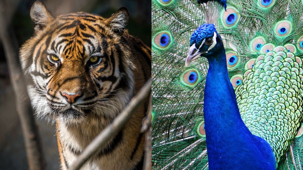 National Animal vs National Bird: Tiger attacks peacock in viral video - Watch what happened next National Animal vs National Bird: Tiger attacks peacock in viral video - Watch what happened next