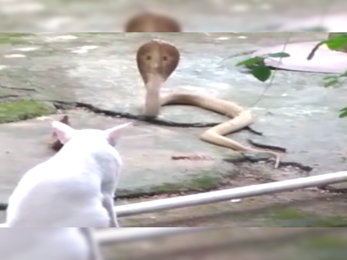 Pet cat prevents Cobra from entering house, saves family - see pics