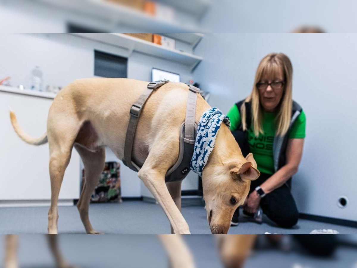 Dogs can be used to detect COVID-19 in people, says new study