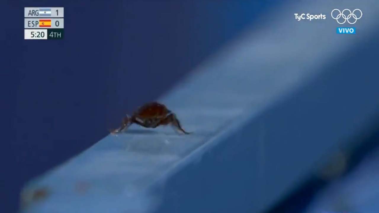 Tokyo Olympic 2020: Cameraman films cockroach in middle of ongoing ...