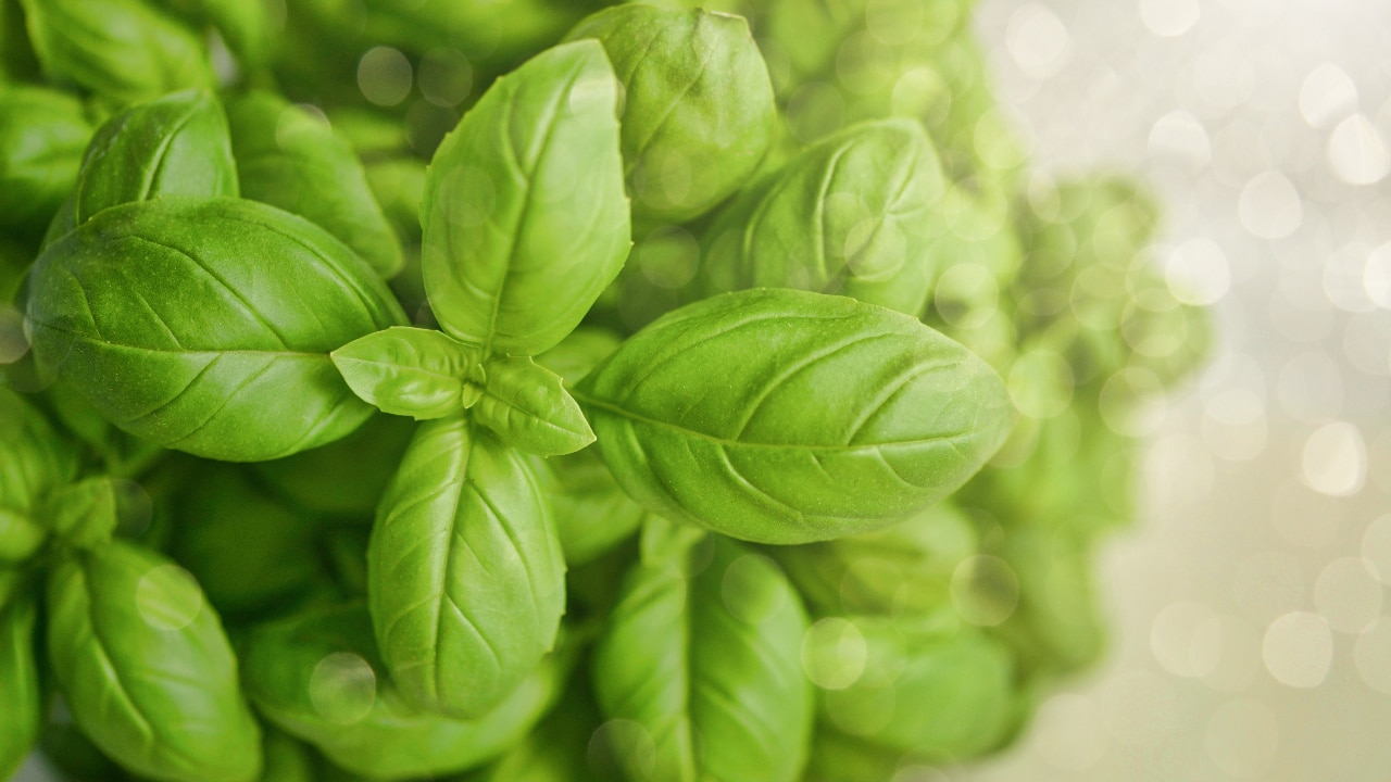 Why is basil good for you Find out the incredible health benefits