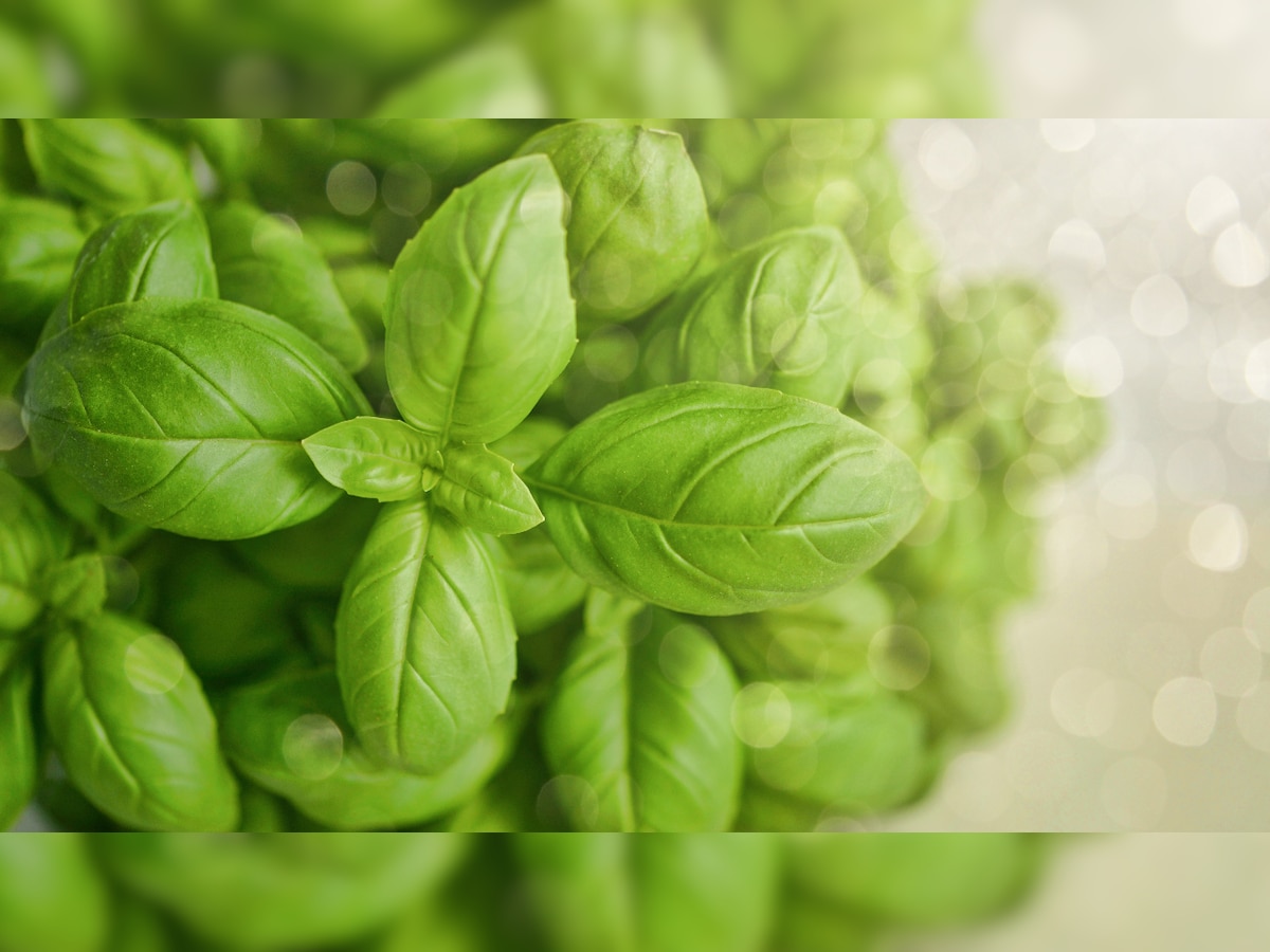 Why is basil good for you? Find out the incredible health benefits of