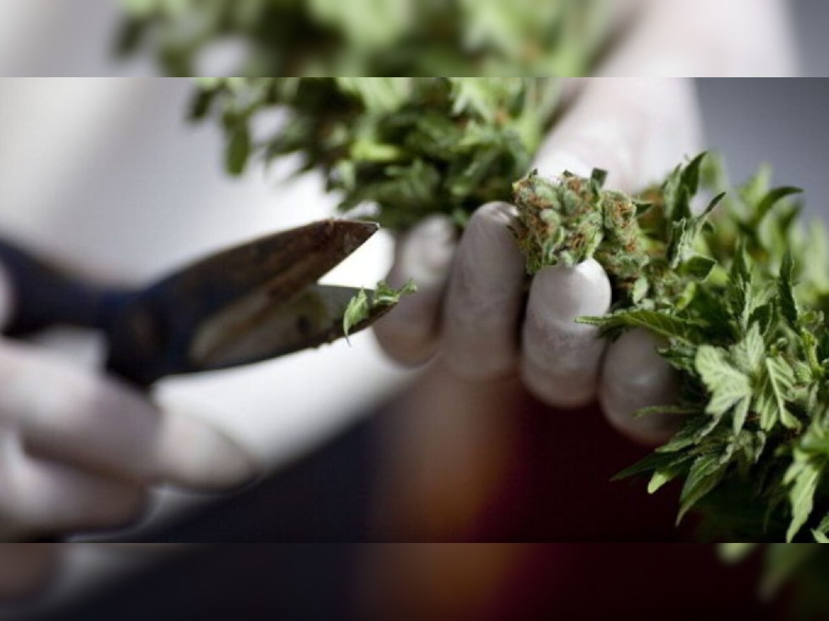 Global drug nexus supplying ‘high-quality’ cannabis to India busted by NCB in Kolkata