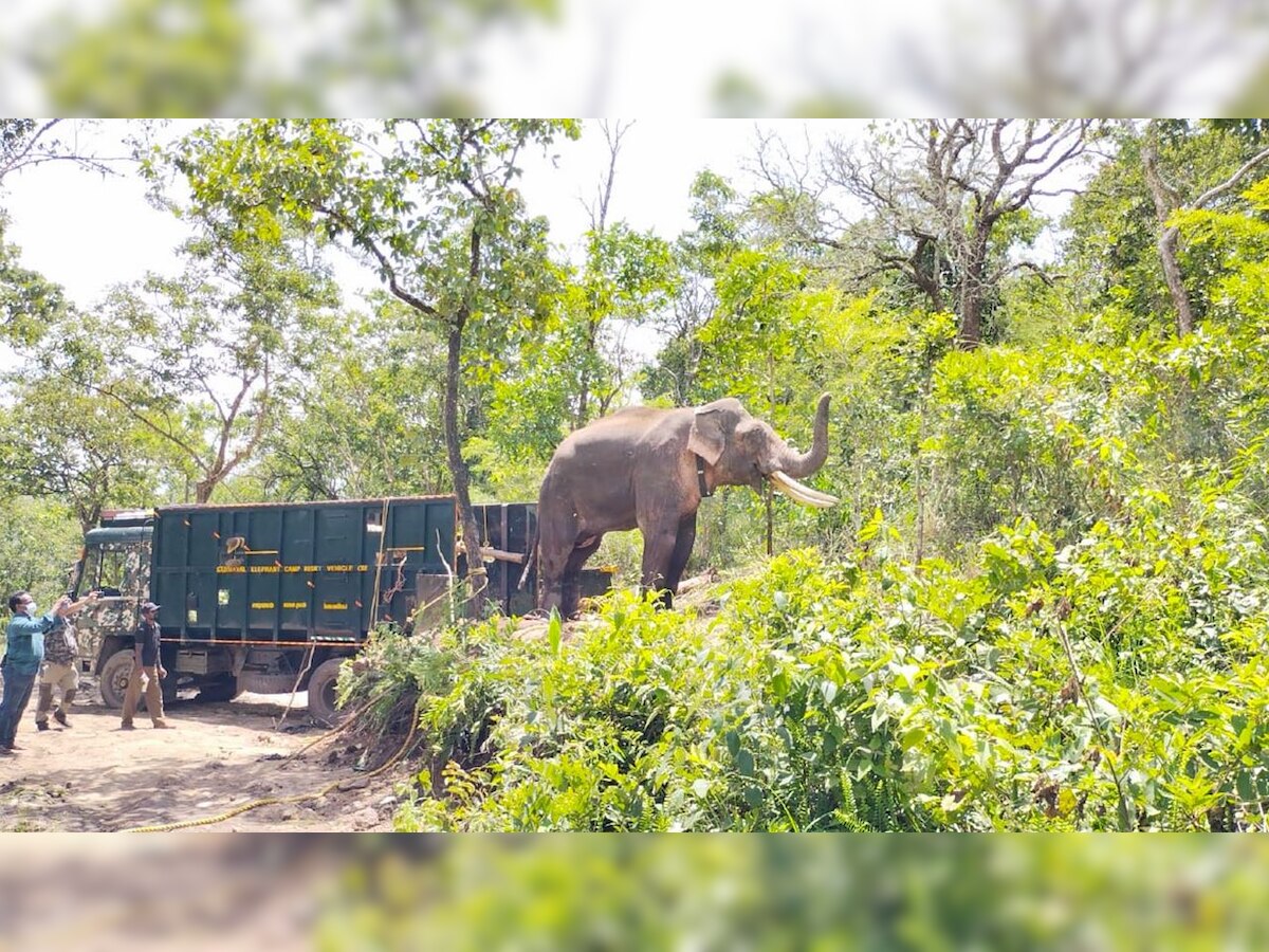 Wild Tusker captured for treatment, released to the wild in Tamil Nadu's Mudumalai