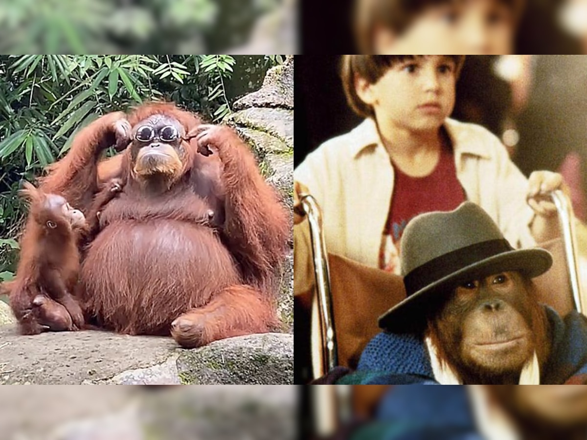 Dunston Checks In: Orangutan wearing sunglasses goes viral, reminds netizens of hit 90s comedy